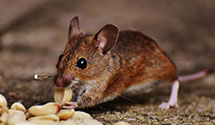 24 Hour & Emergency Exterminators in Herron Island, WA